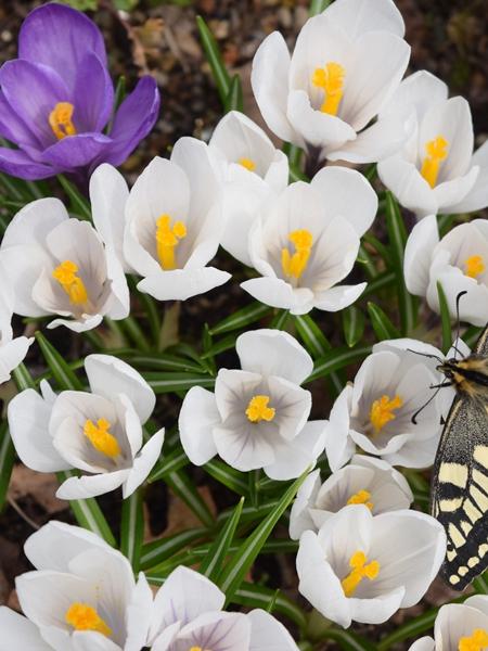 4月下旬から5月下旬に見られる白色のクロッカスの花の写真