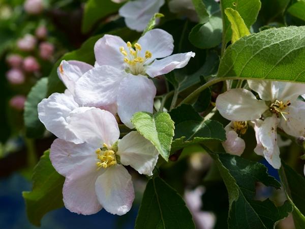 5月下旬に見られる薄らとピンク色付いた白い姫りんごの花の写真