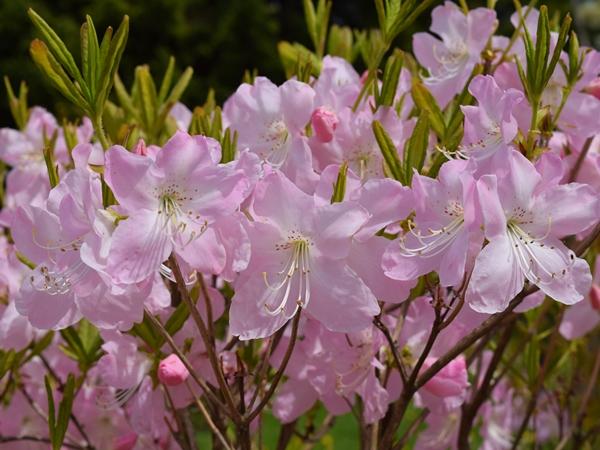 5月中旬に見られる薄いピンク色のつつじの花の写真