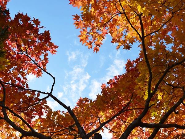 青い空と黄色やオレンジ色に色づいた紅葉の写真