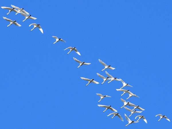 青空を群れになって飛んでいる白い白鳥の写真