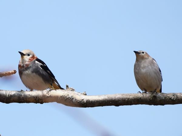 頭部や腹が淡いクリーム色を基調とする2羽のコムクドリが枝に乗っている写真