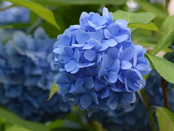 7月上旬から8月中旬に見られる薄い青色のアジサイの花の写真