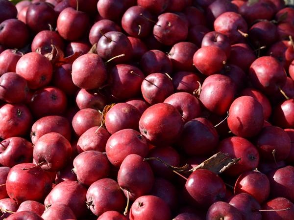 大量の赤く熟したひめりんごの実の写真