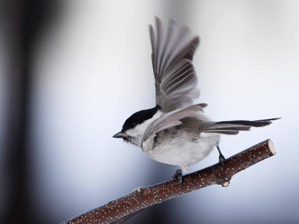 白色の体に黒色の頭部と灰色の翼を持つハシブトガラが枝から飛び立つ瞬間の写真
